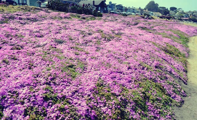 monterey purple flowers