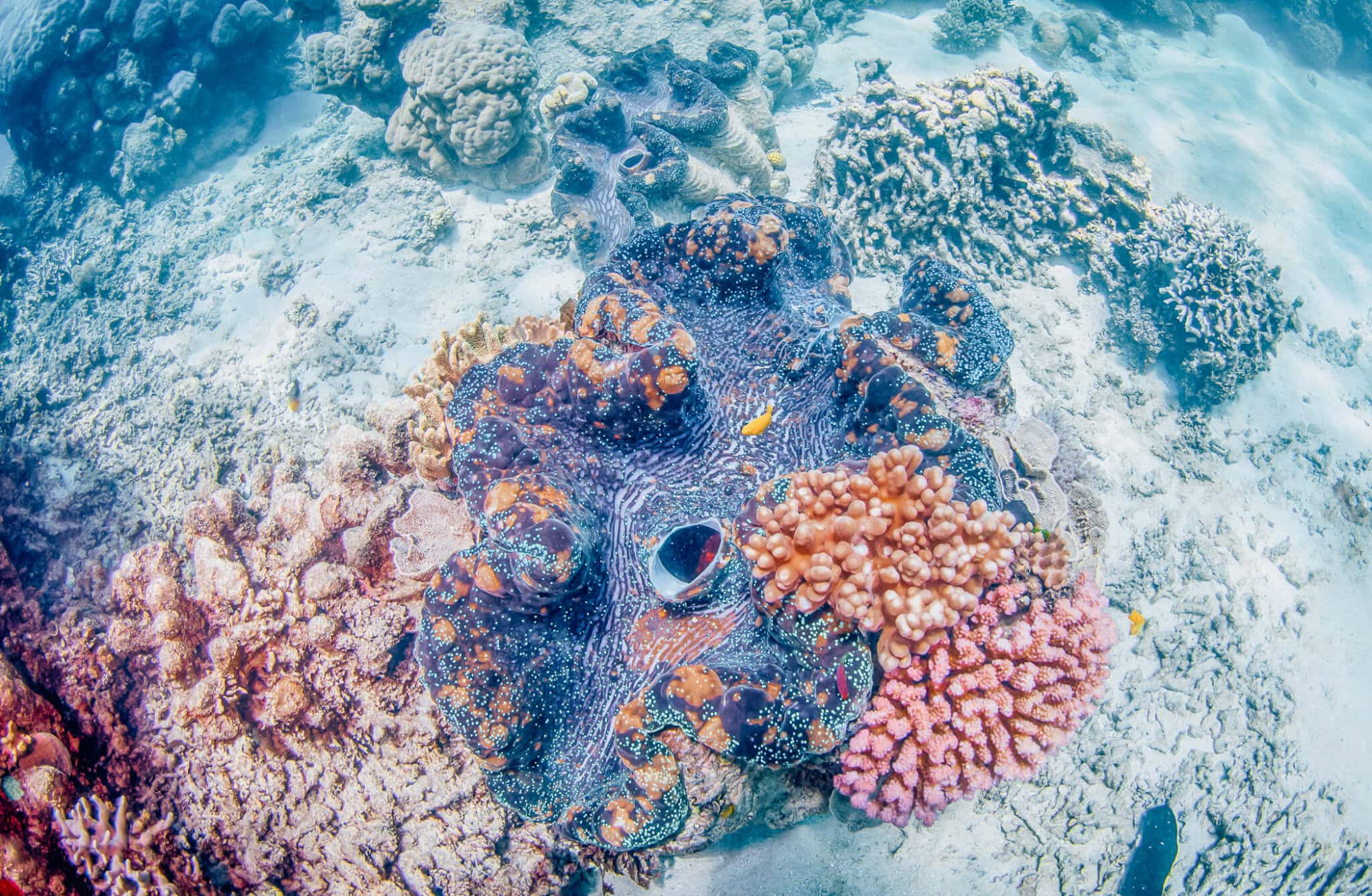 Vacation | Trip | Scuba | Bucket List | Cairns/Great Barrier Reef Travel Guide featured by top San Francisco travel blog What The Fab
