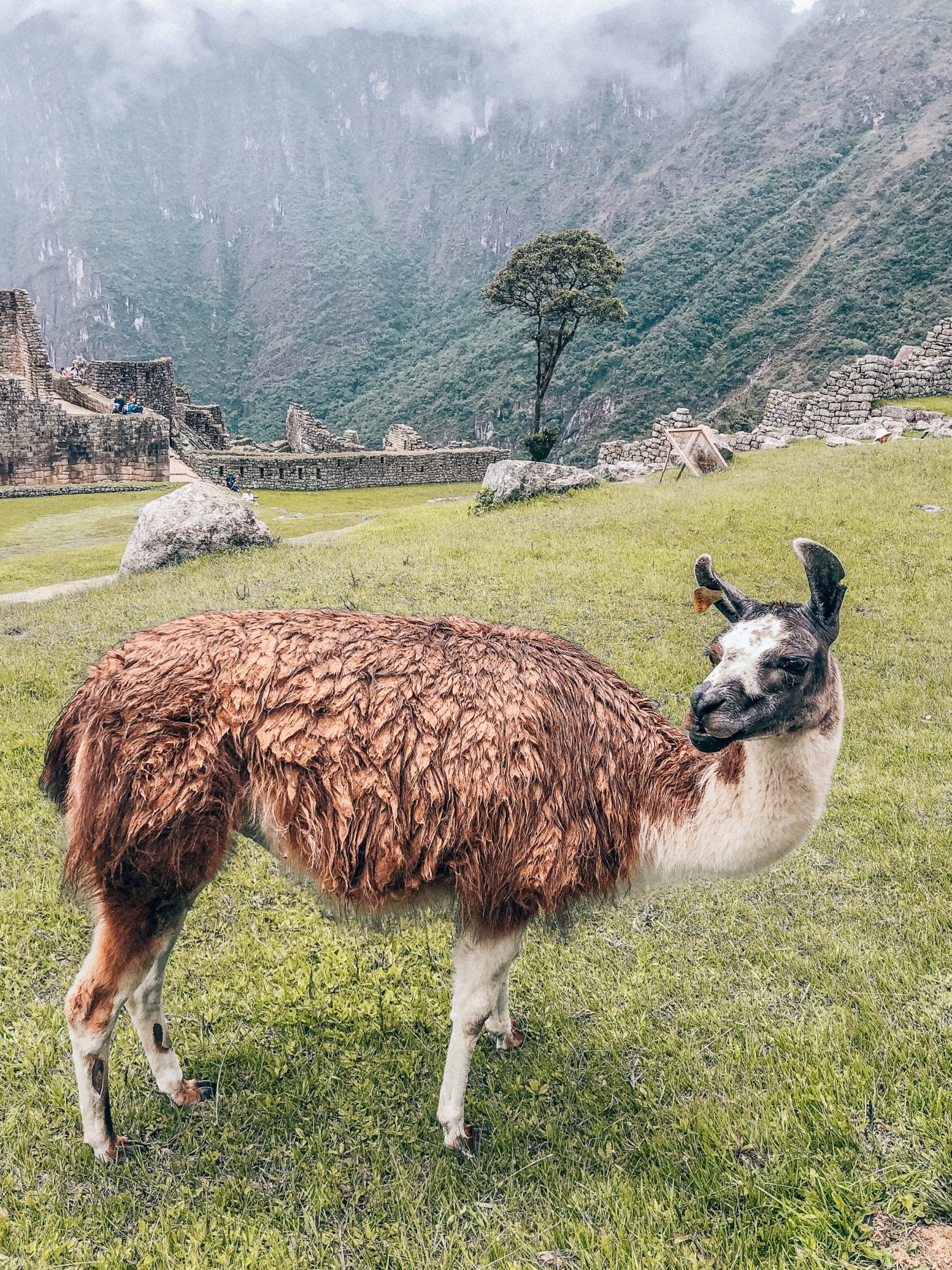 The Ultimate Machu Picchu Travel Guide featured by top San Francisco travel blog, What the Fab