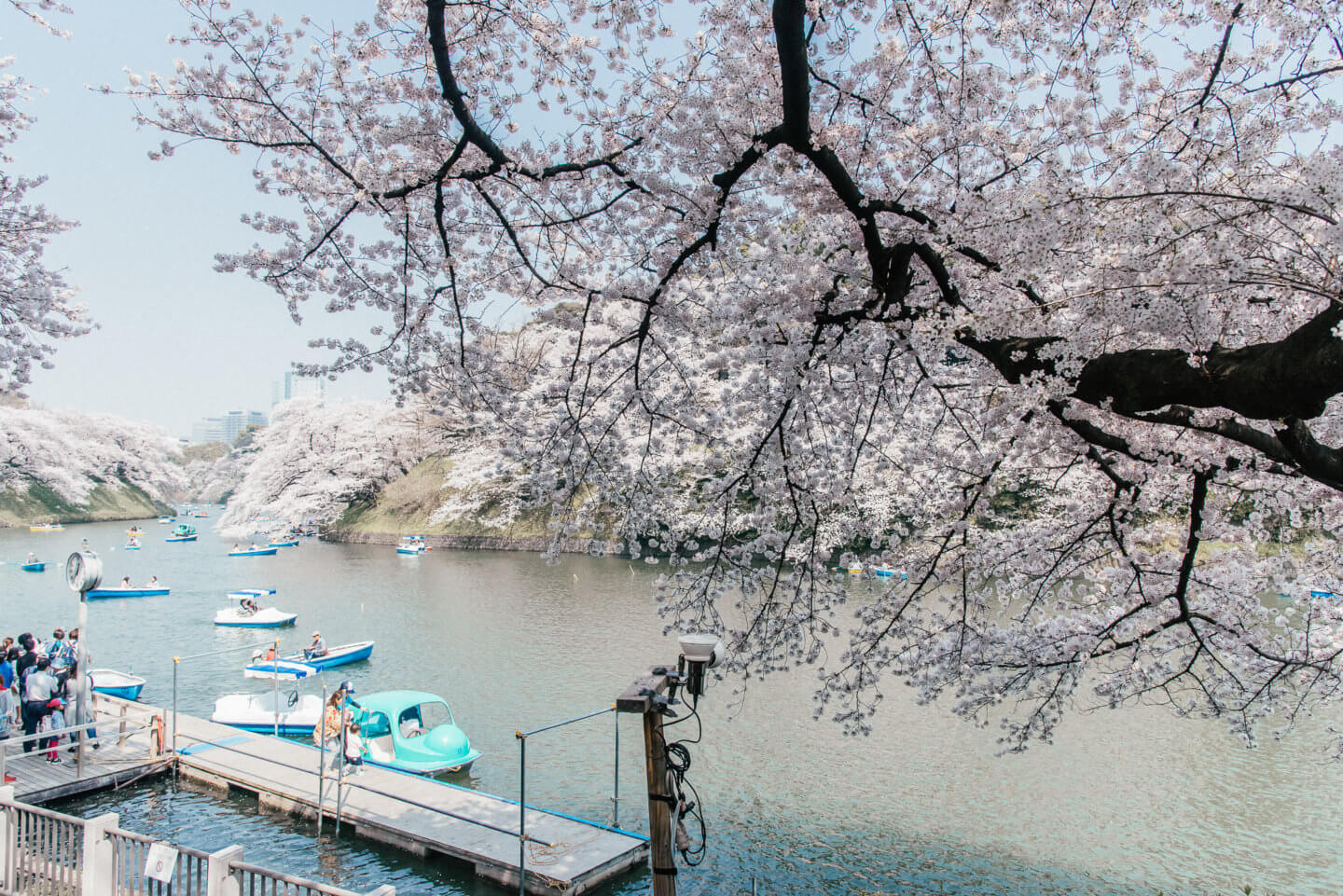 Best places to view cherry blossoms in Tokyo 2023