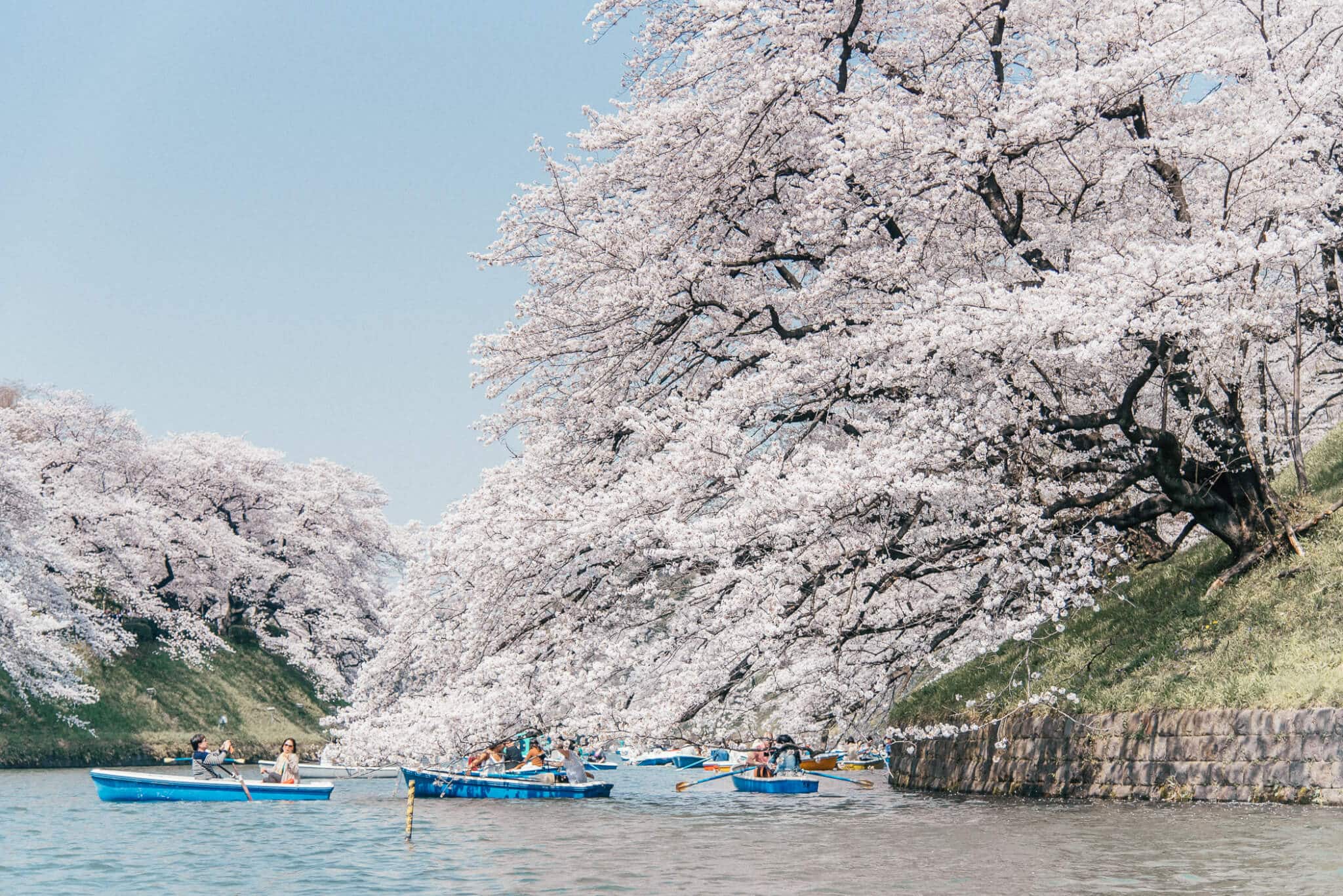 cherry blossoms in Tokyo