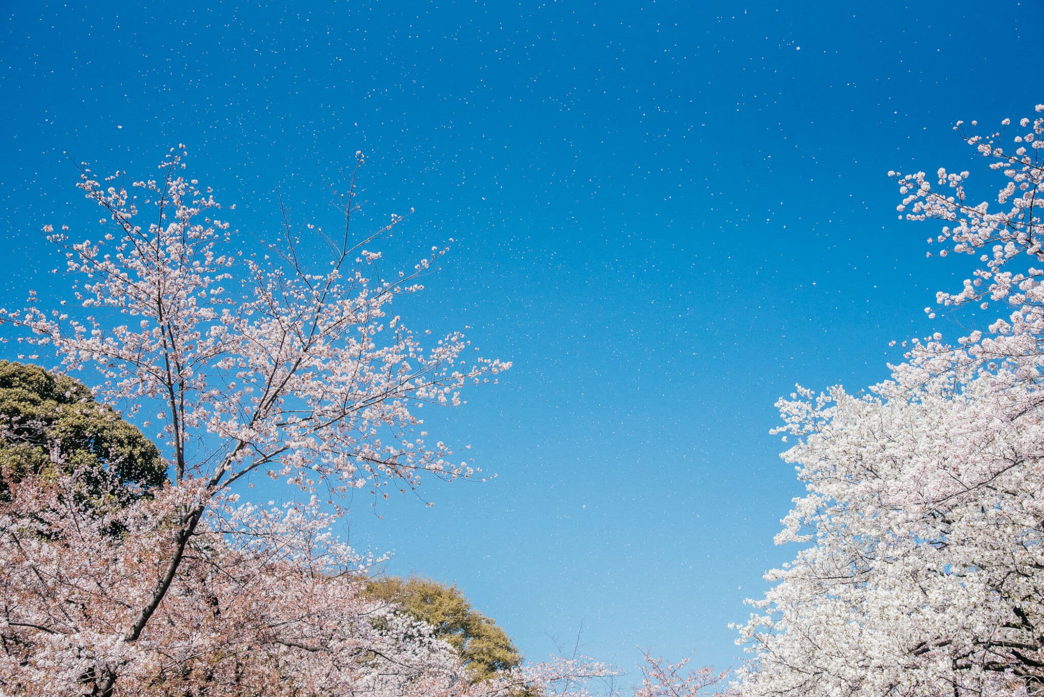 cherry blossoms in Tokyo