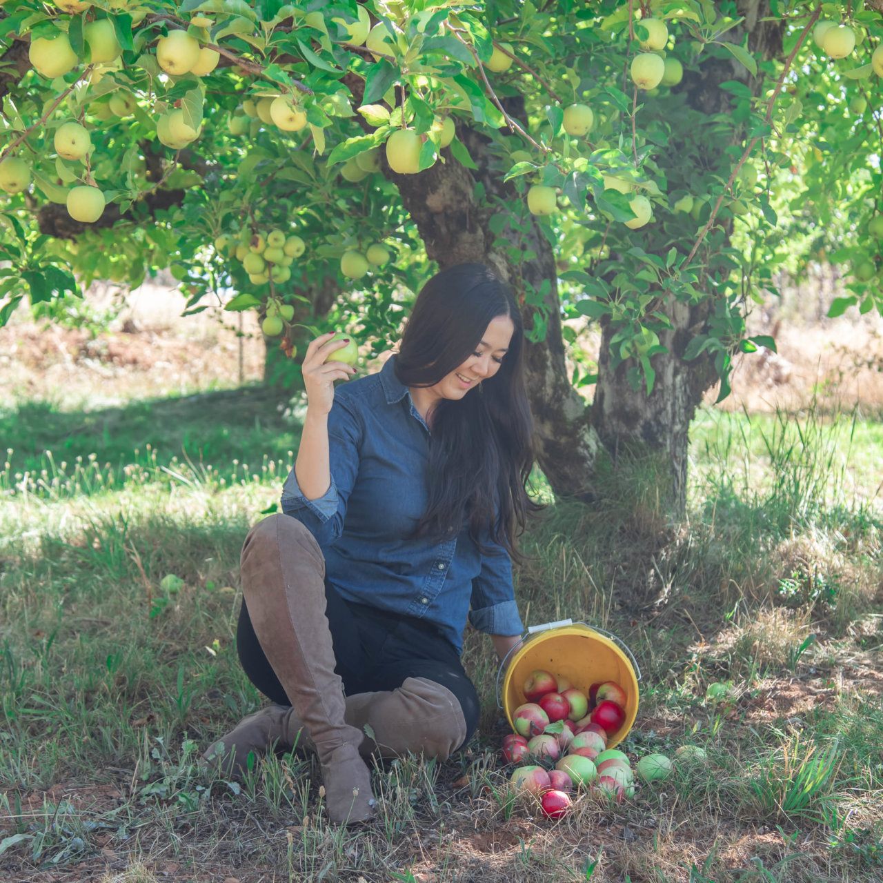 The TOP Apple Hill Orchards to Visit in 2023 (and Which Ones to Avoid)