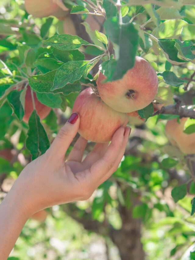 3 Best Apple Hill Orchards to Visit This Fall - What The Fab