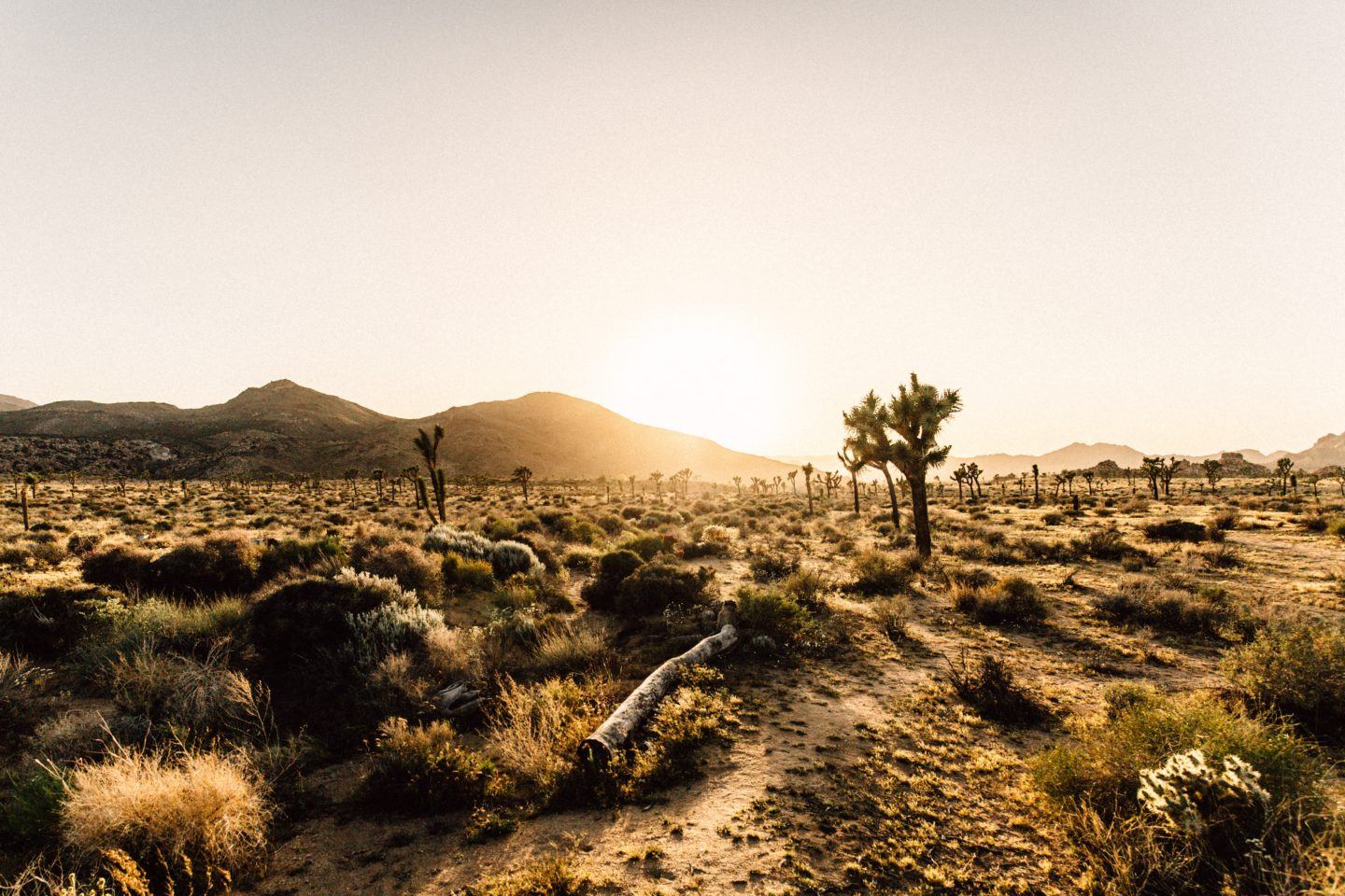Best Hikes in Joshua Tree, by Travel Blogger What The Fab