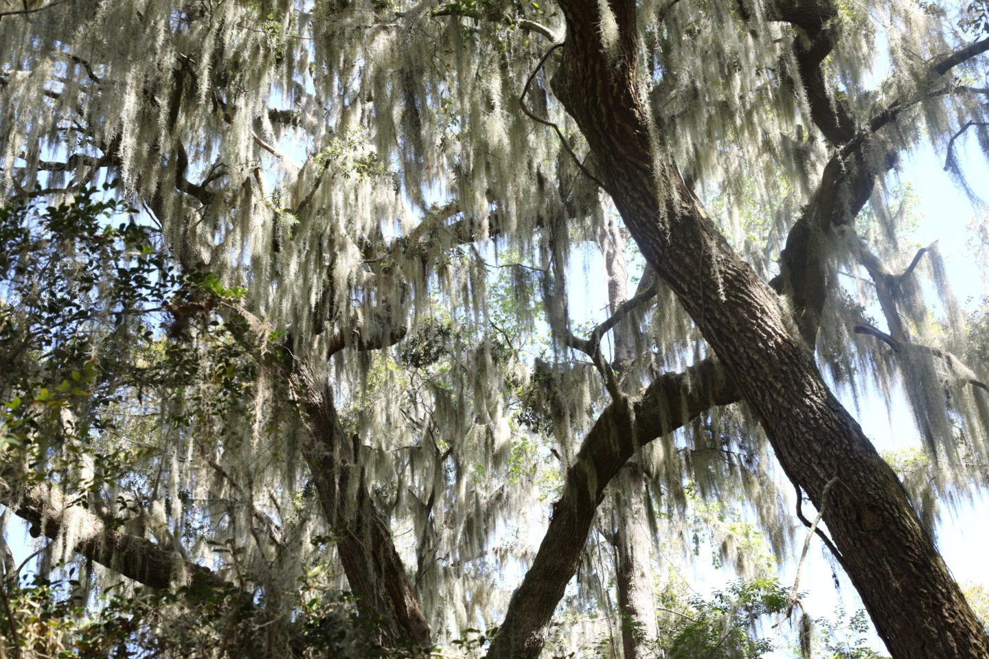 Romantic Things to do in Charleston SC, by Travel Blogger What The Fab
