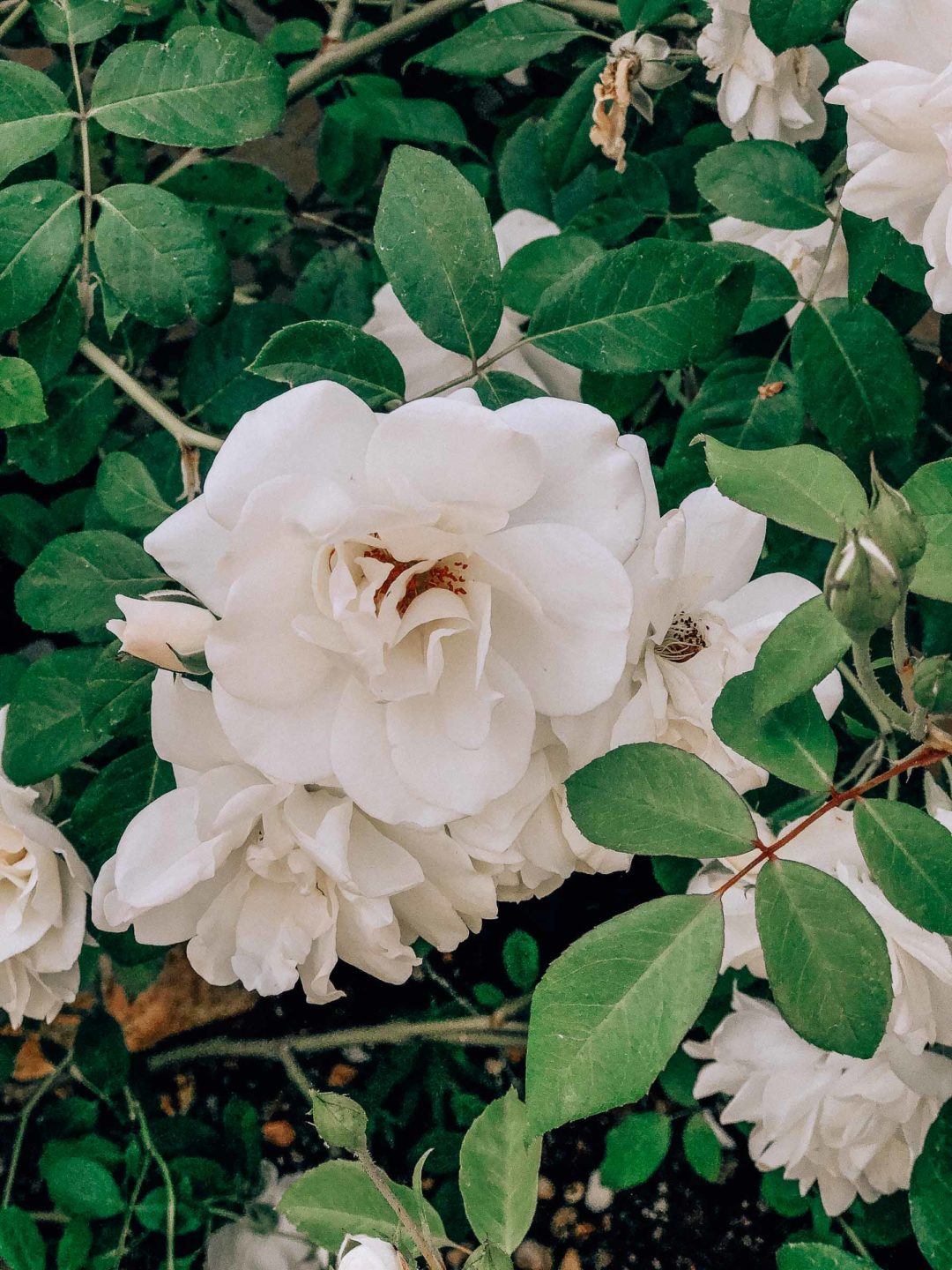 We're Moving to Napa! What The Fab