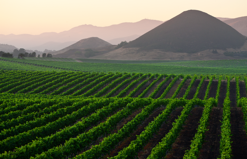 Top 14 San Luis Obispo Wineries to visit in 2023