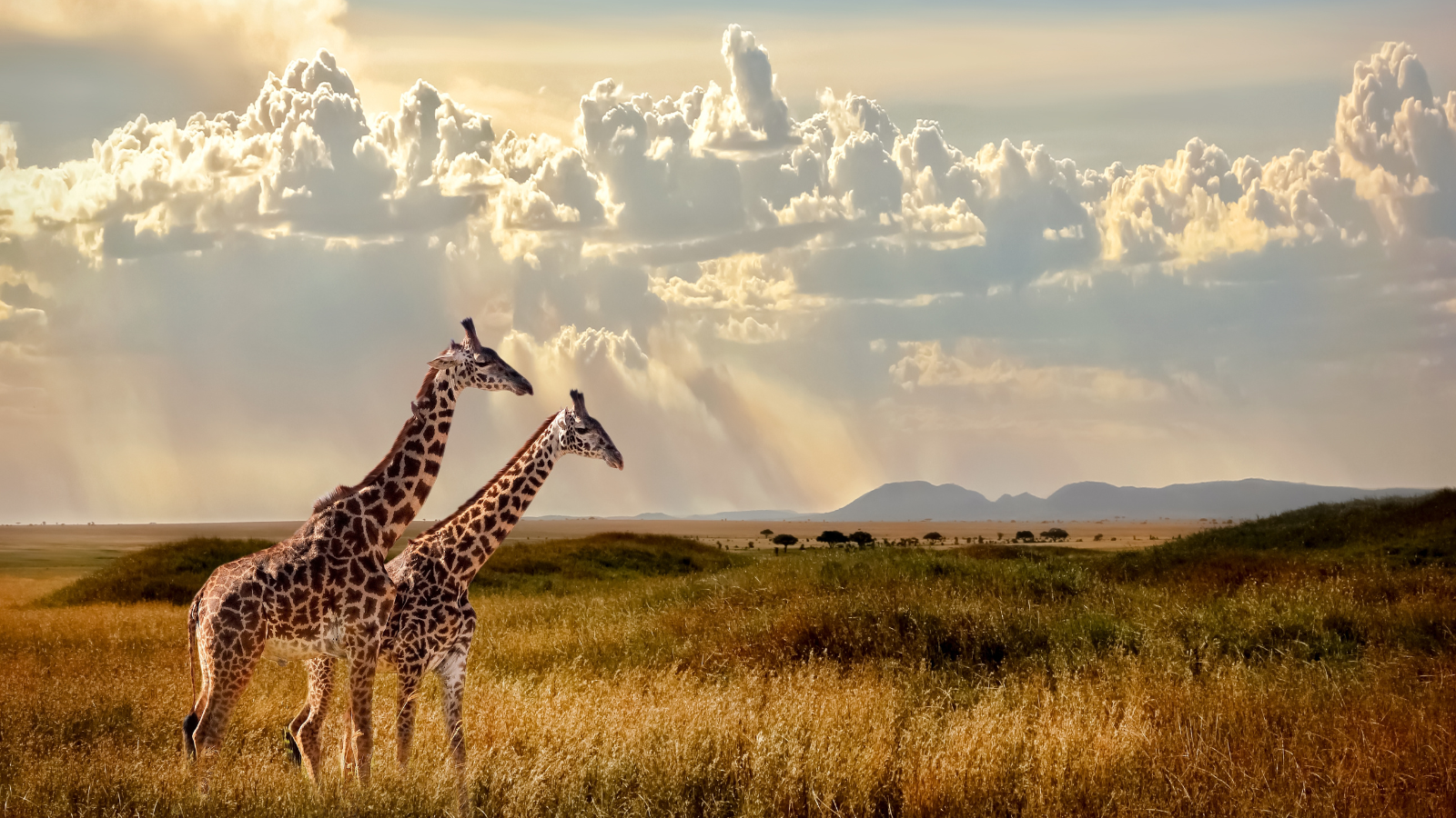 Best African safaris