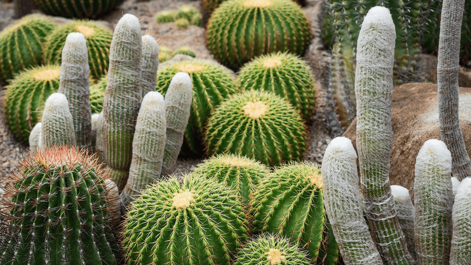 Picturesque US botanical gardens