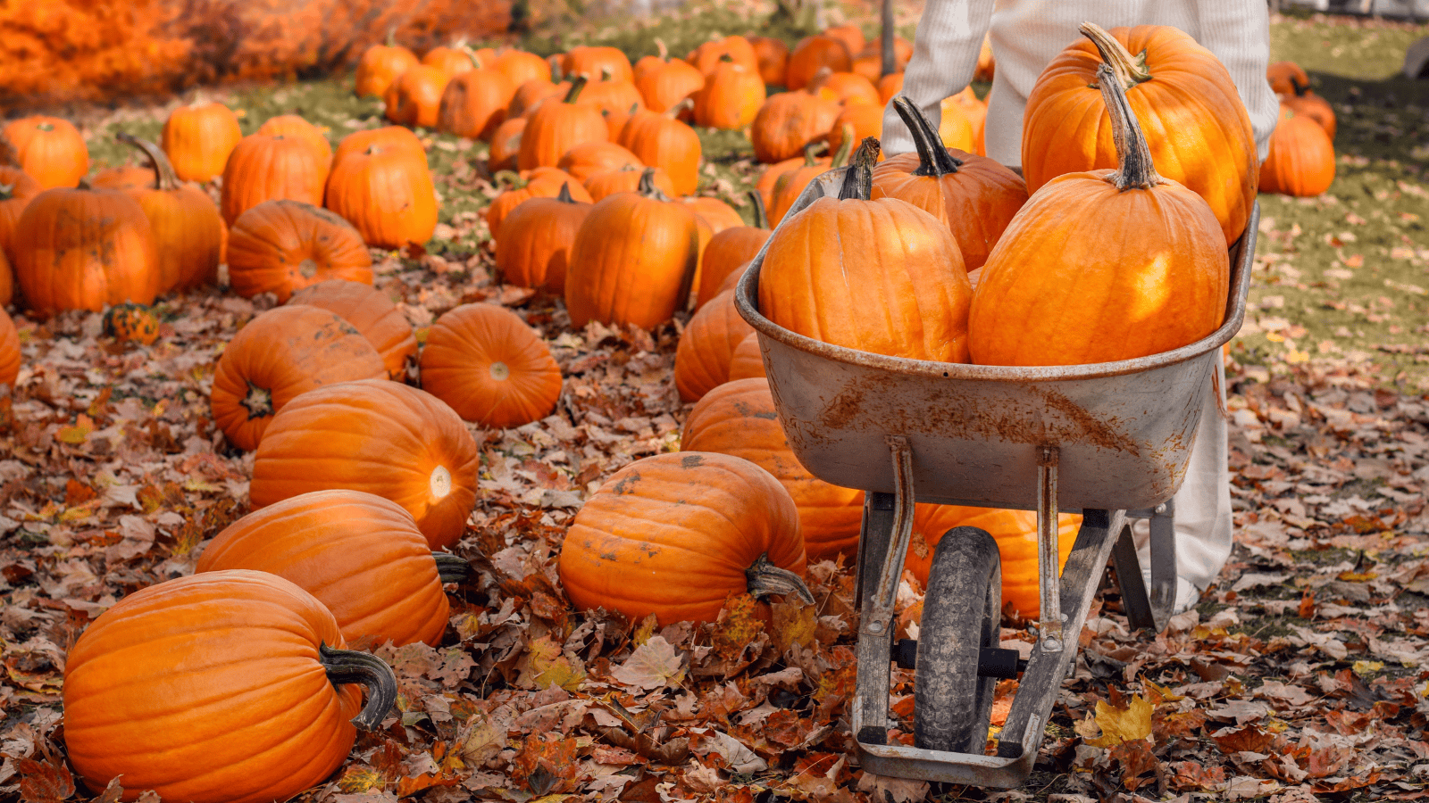 Pumpkin patch ripoffs