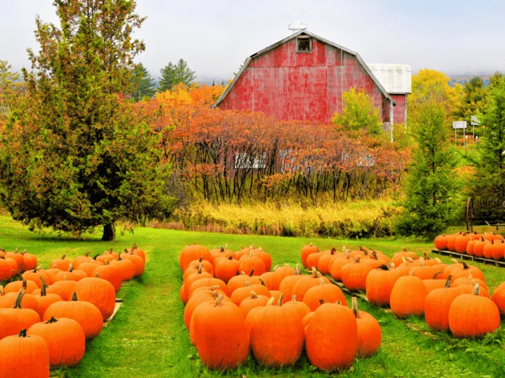 Pumpkin patch ripoffs