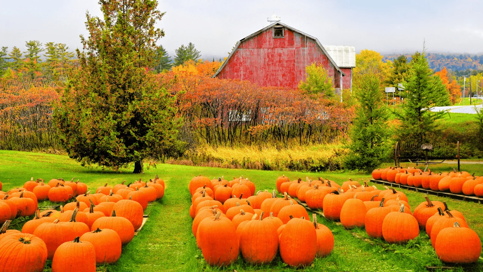 Pumpkin patch ripoffs