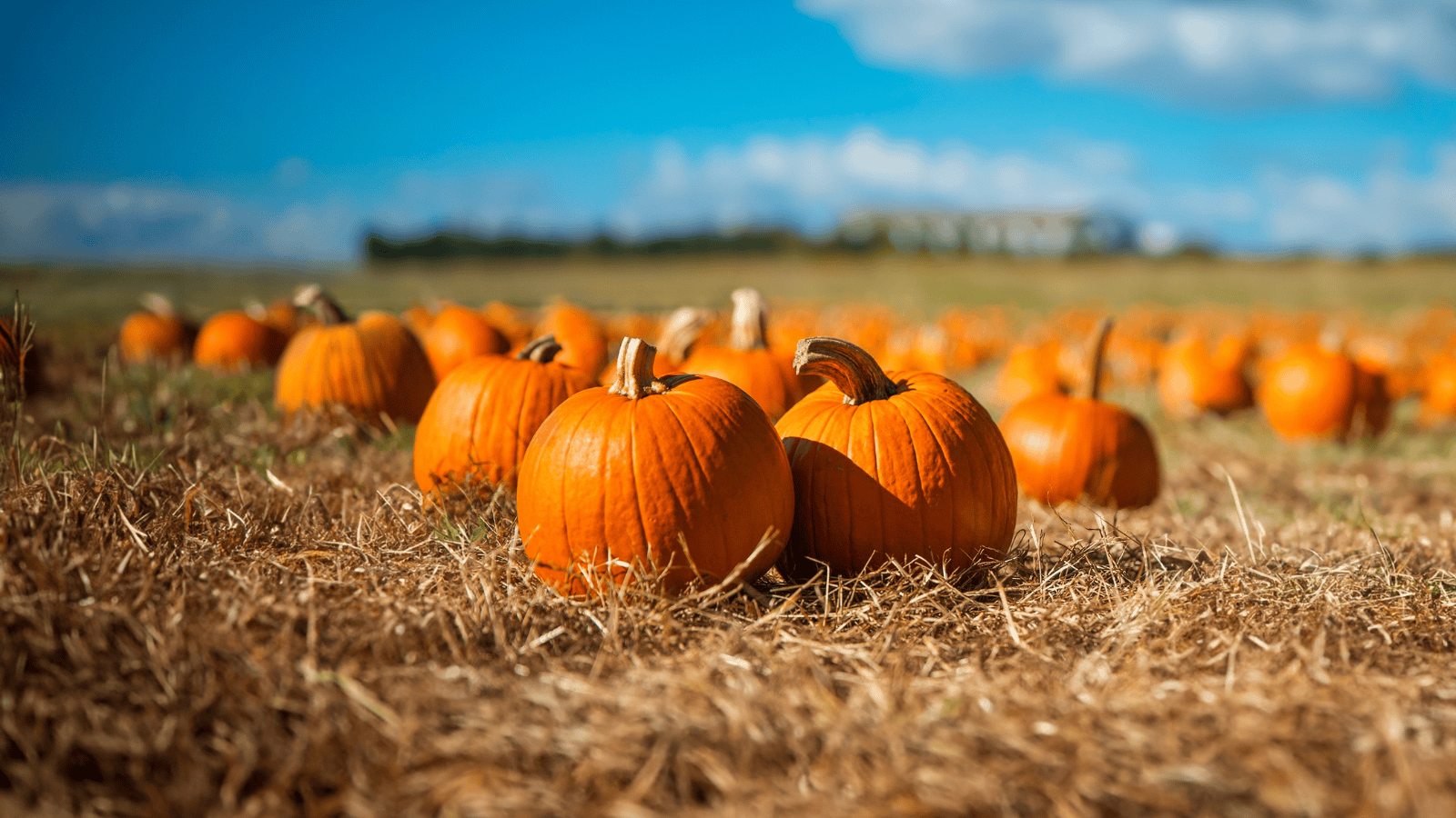 Pumpkin patch ripoffs