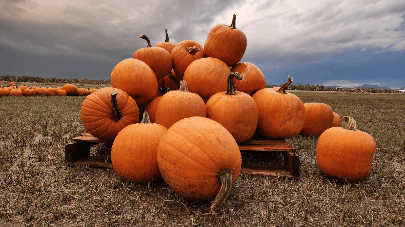 Pumpkin patch ripoffs