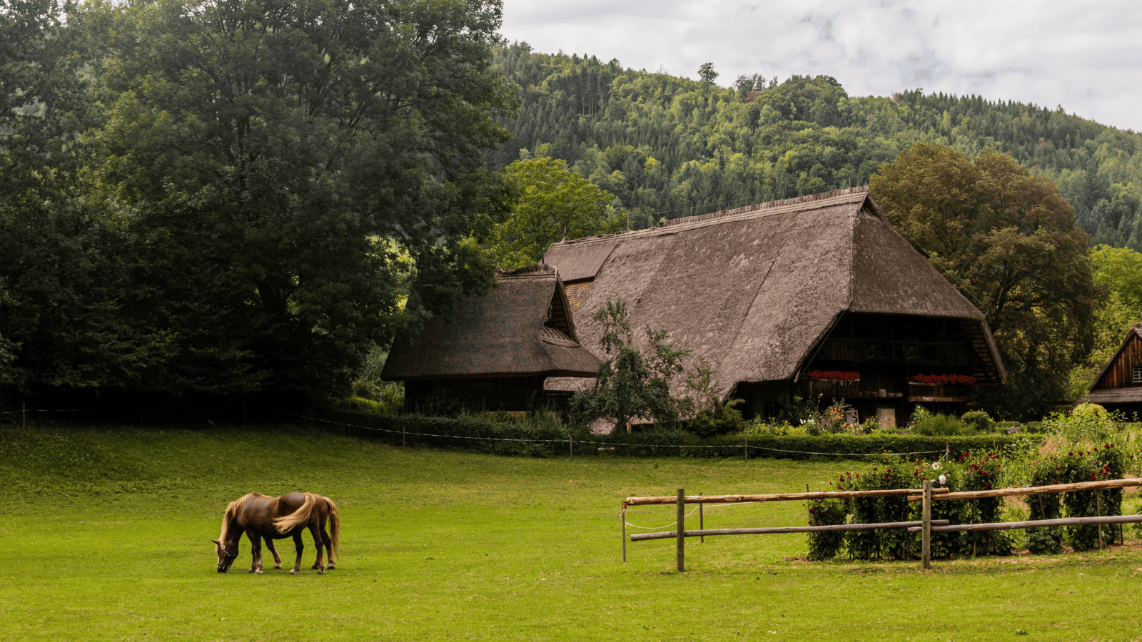 Germany's Black Forest