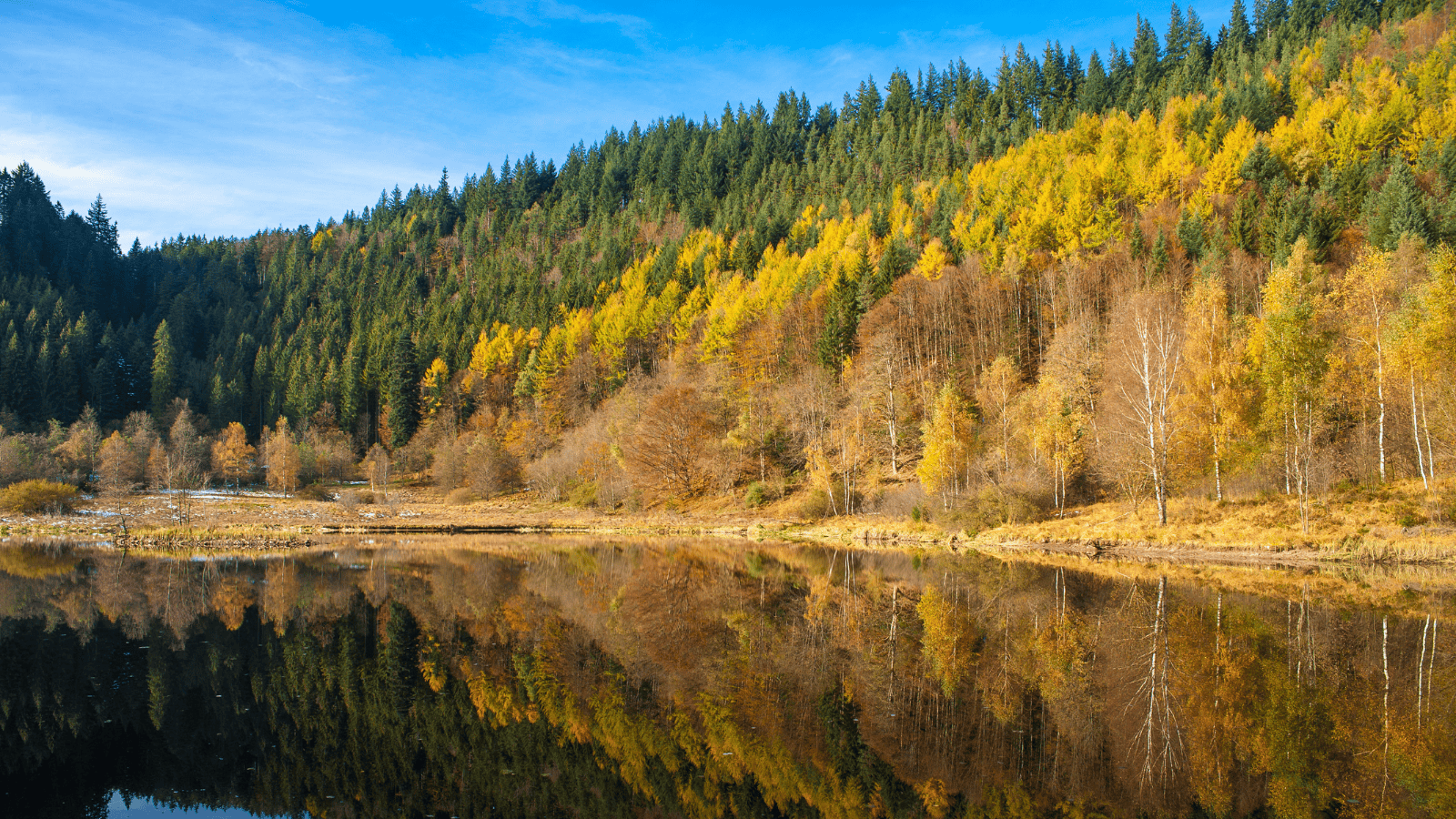 Germany's Black Forest