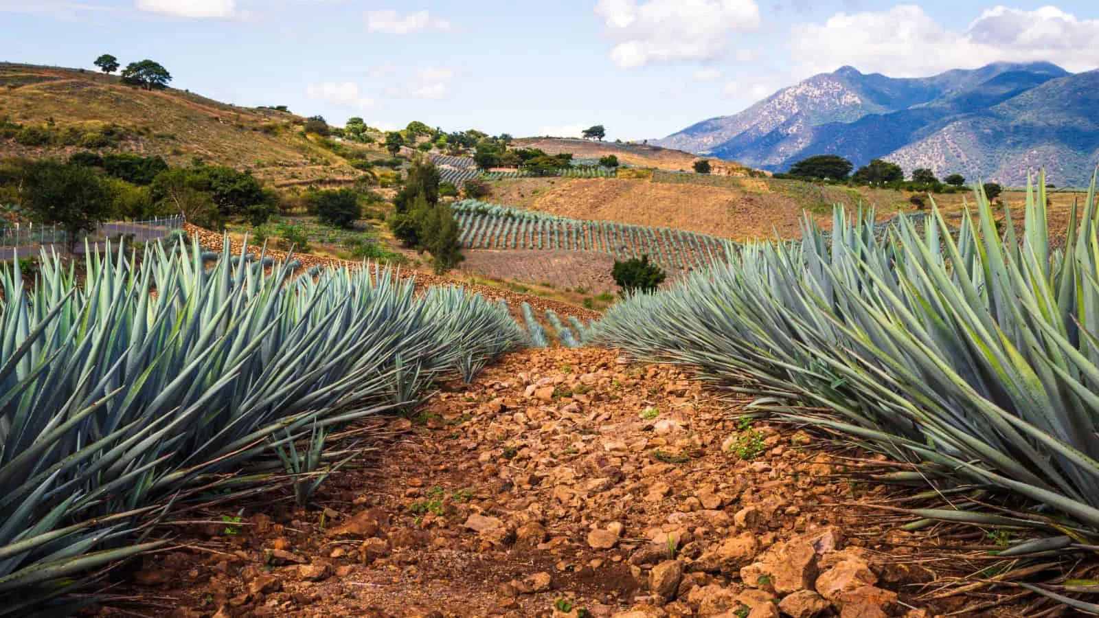 Road trips in Mexico